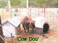 Cow Dog