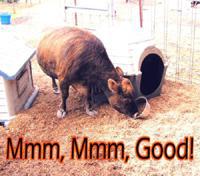 Cow Dog