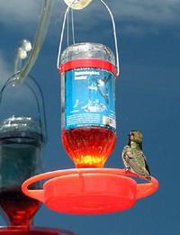 Hummingbird