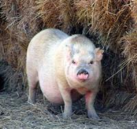Pig