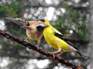 Goldfinch