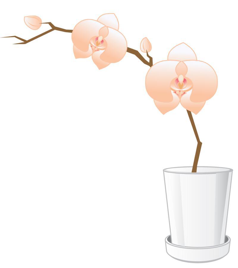 orchid.jpg