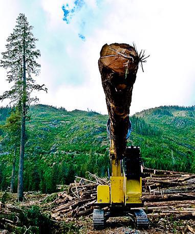 forestry2.jpg