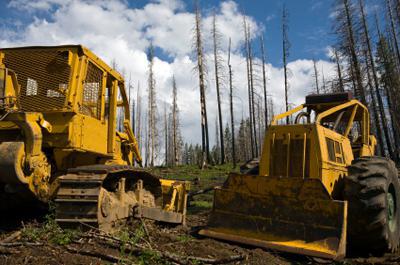 forestry5.jpg