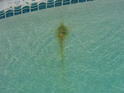 Darren's Underwater Pool Repair Services