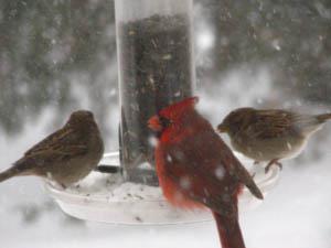 20071202_bird_snow_2.jpg
