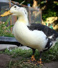 Ducks, Guineas, Turkeys, and Geese 