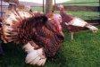 Bourbon Red Turkey.jpg