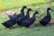 Cayuga Ducks.jpg