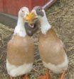 Fawn & White Runner Ducks.jpg