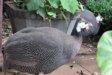 Guinea Fowl-French.jpg