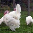 Midget White Turkey.jpg