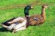 Rouen Ducks.jpg