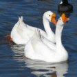 White Chinese Geese.jpg