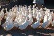 White Pekin Ducks.jpg