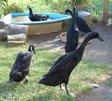 Black Runner Ducks