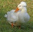 Crested Pekin