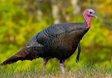 Eastern Wild Turkey