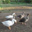 Pilgrim Geese
