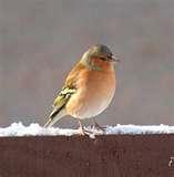 Bird