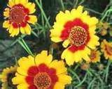 blanket flower.jpg