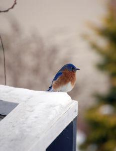 blue_bird.jpg