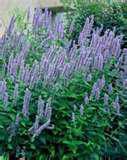 blueagastache.jpg