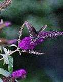 butterfy on butbush.jpg