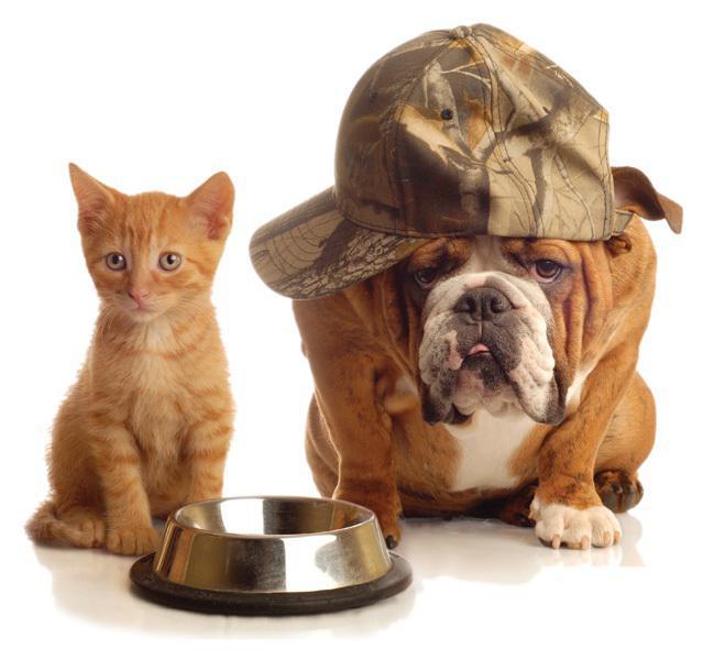 catdogbowl.jpg