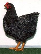 BarredRock.jpg