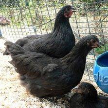 Black Australorp.jpg