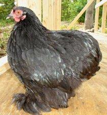 Cochin Black.jpg