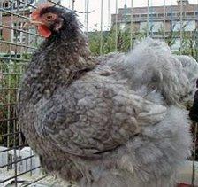 Cochin Blue.jpg