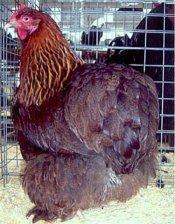 Cochin Partridge.jpg