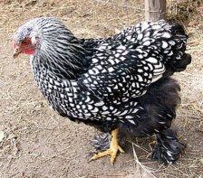 Cochin Silver Laced.jpg