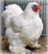 Cochin White.jpg