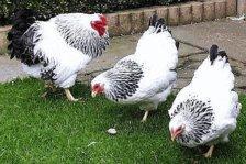 Columbian Wyandotte.jpg