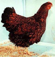 Golden Laced Wyandotte.jpg