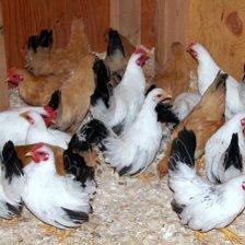Japanese Bantams.jpg