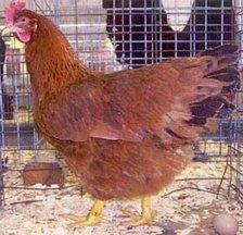 New Hampshire Hen.jpg