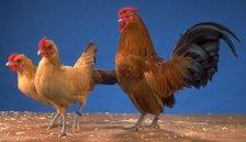 Old English Bantams.jpg