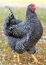 Plymouth Barred Rock.jpg