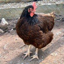 Rhode Island Red.jpg