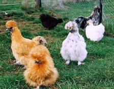 Silkie Bantams.jpg