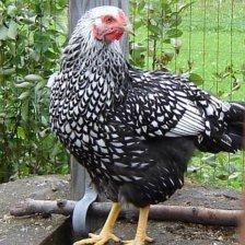 Silver Laced Wyandotte.jpg