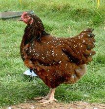 Speckled Sussex.jpg