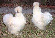 White Silkies.jpg