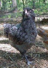 ameraucana blue.jpg
