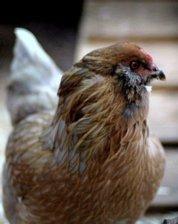 Chicks