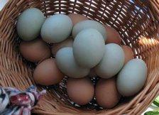 ameraucana eggs.jpg